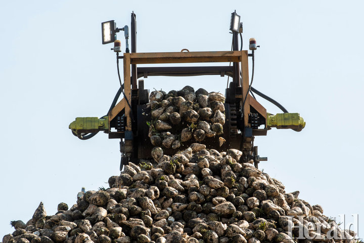 Local sugar beet growers taking to fields early this year to begin harvest
@TimKalHerald reports w/ <a href="/IMartensHerald/">Ian Martens</a> photos
lethbridgeherald.com/news/lethbridg… #yql #abag #sugarbeets #absugar22 <a href="/asbg/">AbSugarBeetGrowers</a>