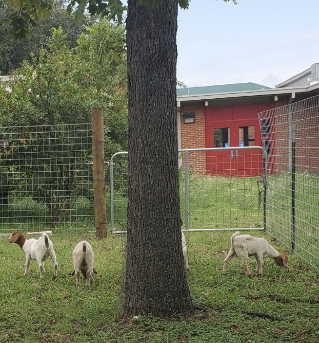 The Wooten Warrior goats arrived this morning.  Thank you ACE &amp; 4H for the opportunity our scholars will have in learning farm to market processes.
