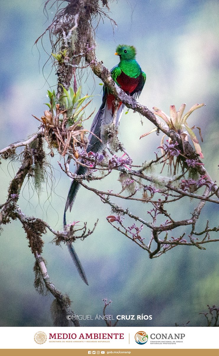 CONANP_mx's tweet photo. El nombre del #Quetzal (Pharomachrus mocinno) proviene de quetzalli, lengua náhuatl que significa precioso o bello. 😍

Es un ave exclusiva de Mesoamérica, habita en los bosques de niebla del sureste de México hasta el norte de Panamá. #ConservarParaVivir #DíaDelQuetzal 🌲🌿🌊🌫️ https://t.co/CcTNYF8gzZ