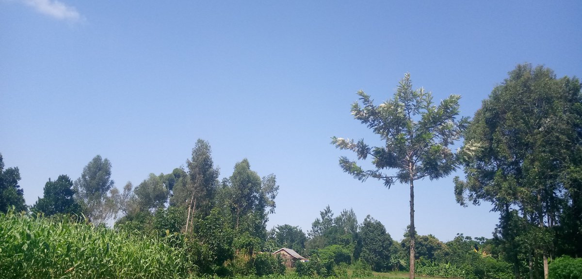 ayowecca_uganda's tweet photo. We need #CleanAirForAll, #Airpollution causes long-term health effects like heart diseases, lung cancer, respiratory diseases(emphysema), damage to people's nerves, Brain,Kidney,Liver & other organs @UNFCCC #ActOnClimate #WorldCleanDay #ClearTheAir #ClimateAction #ClimateChange https://t.co/4RlfLliBzZ