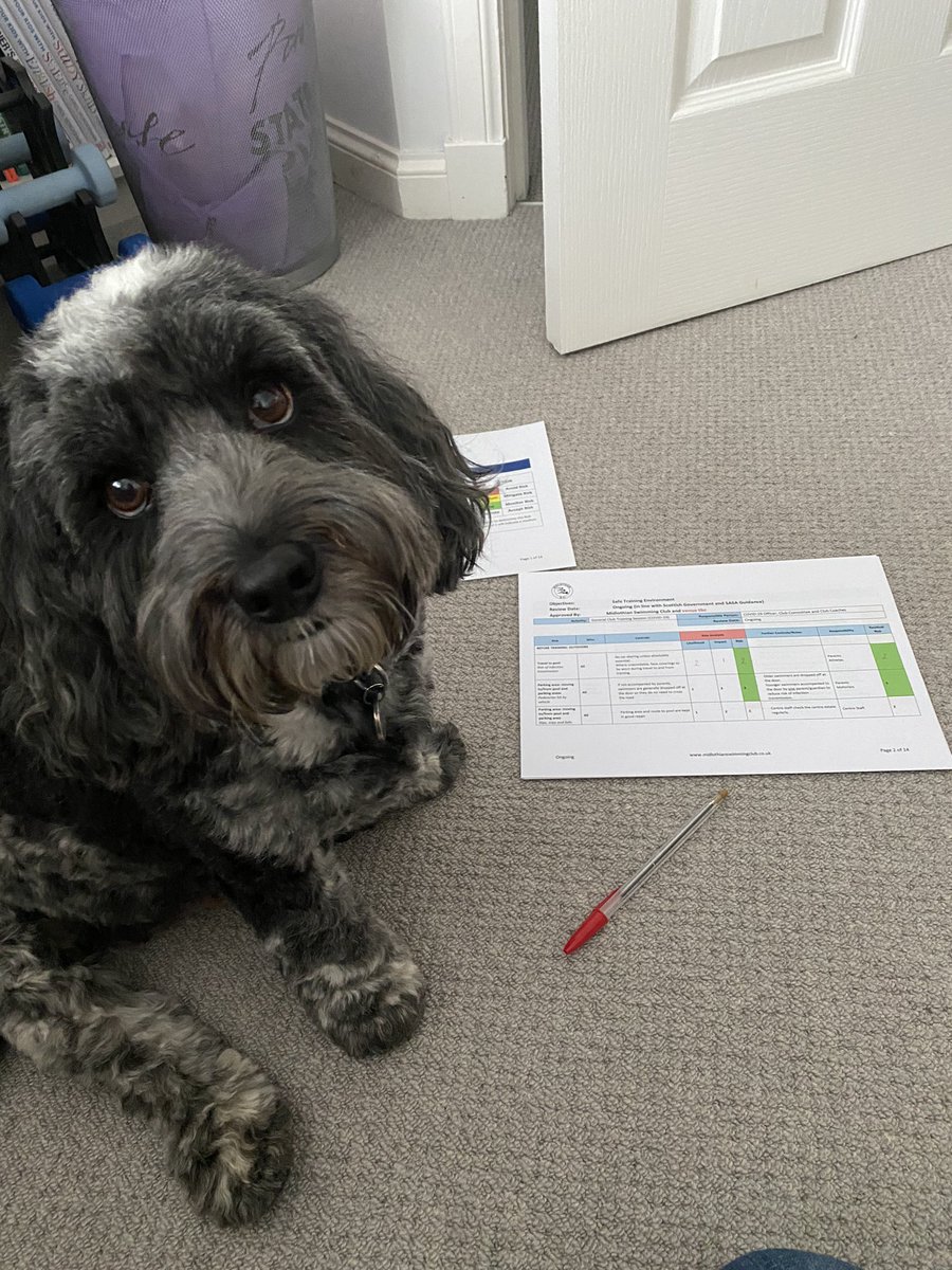 SwimMidlothian's tweet image. “Club dug” assisting with the Risk Assessments today. If only he could type! @ScottishSwim @sasaeast