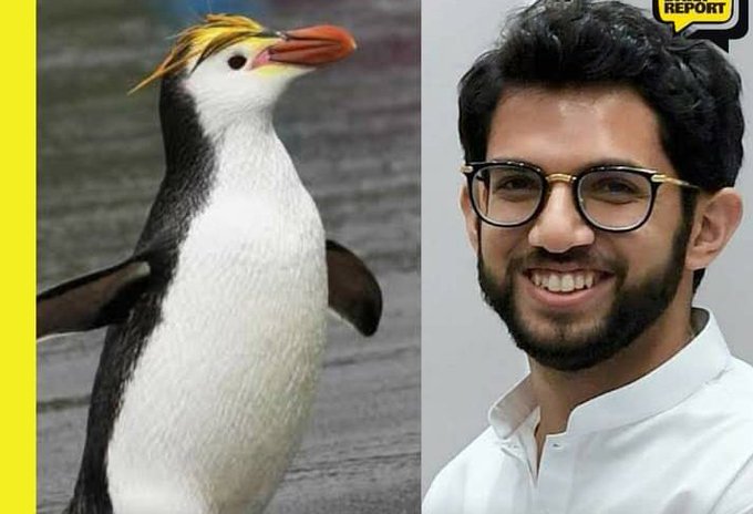SanjayYadavBJP's tweet photo. Penguin your Glacier is melting.

 #Shame_On_MahaGovt https://t.co/dkC3KzBJWz
