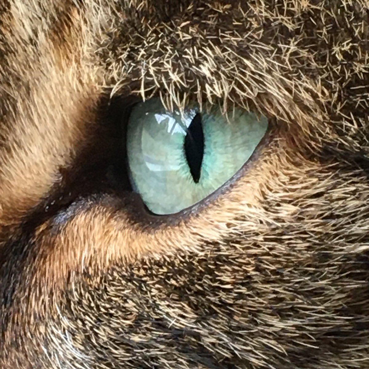 987jude's tweet image. ⁦@Mathematicats⁩ Happy #Caturday to Alvin, Bertie &amp;amp; all my friends ⁦#CatsOfTwitter #AdoptDontShop