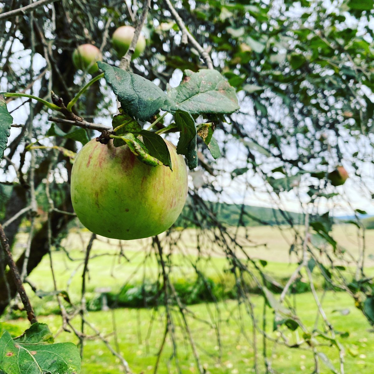 ButlerInn's tweet image. Apple 🍏 at BUTLER HOUSE at The Cherry Creek Inn #apple #vacation #butlerhouse #cherrycreek #newyork #usa #appletree #butlerapples #mkbutler @BUTLERHOUSEInn @americanbutlers @Apple