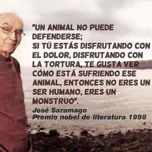 asofelinasvlc's tweet photo. #GrisitoSomosTodos 
#grisitoeramio 
BASTA DE MALTRATO E IMPUNIDAD https://t.co/Svu6qyueim
