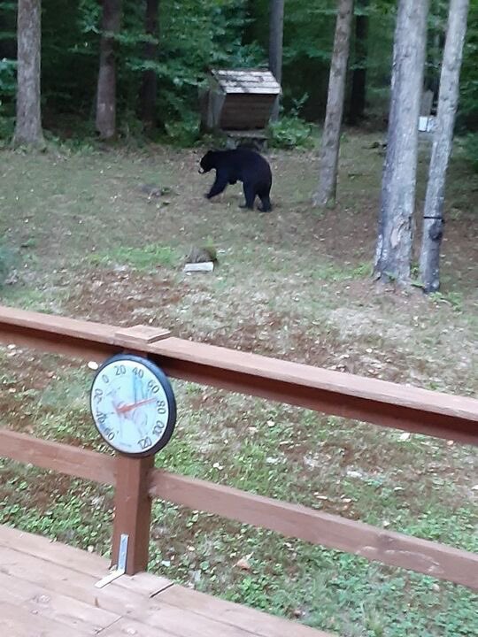 TrueBlueOtd's tweet image. Check out Jack, Potter County’s resident three legged bear! 🐻 Got some awesome wildlife photos/stories? DM us the info and we may feature it on our site!! 

#Pennsylvania | #PotterCounty | #blackbear