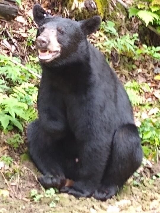 TrueBlueOtd's tweet image. Check out Jack, Potter County’s resident three legged bear! 🐻 Got some awesome wildlife photos/stories? DM us the info and we may feature it on our site!! 

#Pennsylvania | #PotterCounty | #blackbear