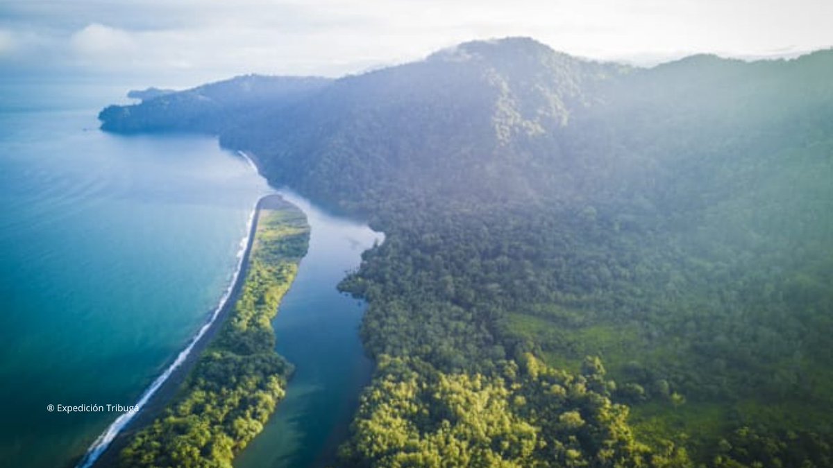 WWFColombia's tweet photo. Es inadmisible declarar como utilidad pública una megaobra que pondría en riesgo la función ecológica del territorio. El Puerto de Tribugá afectaría directamente 114.438 hectáreas de áreas protegidas #NoPuertoDeTribuga https://t.co/ItmpY1MEQS