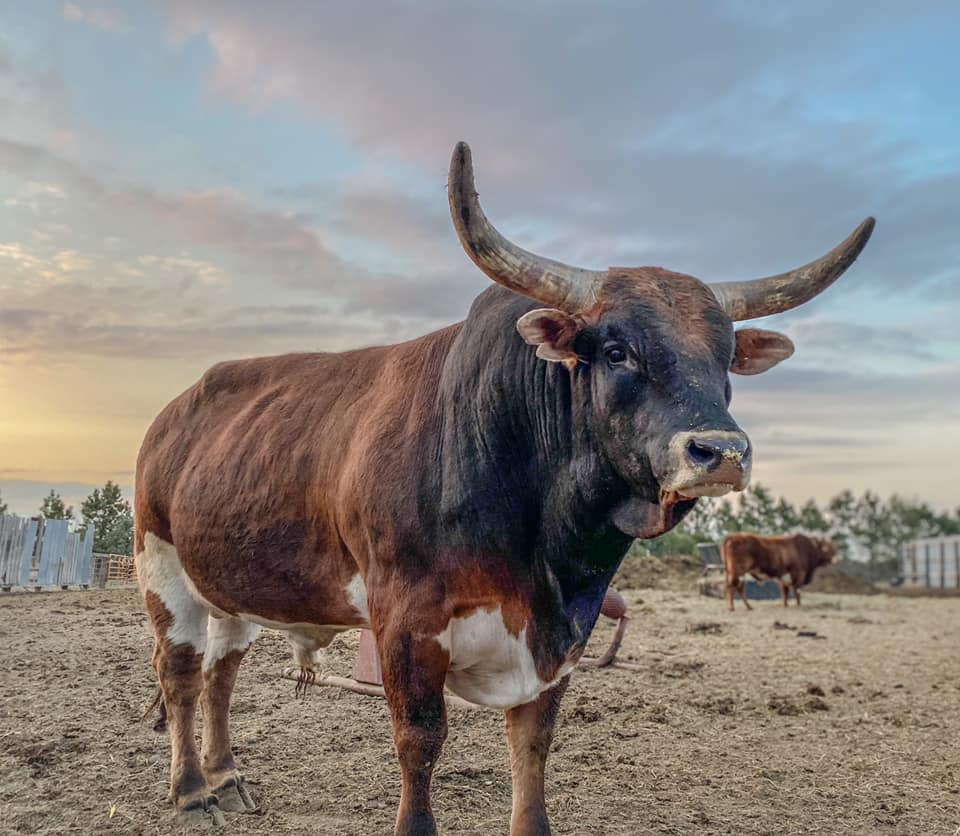 breaking_eight's tweet photo. It’s a BIG day for the BIG guys of the T2 Ranch!

Both Coolio and Gus get their first shot at the big time PBR event in Dickinson, ND today and they will for sure do great. Coolio has Jake Lockwood drawn, we're predicting they’ll match up for 87.5 points!

#PBR #bullfighter https://t.co/7MfddBYK9C