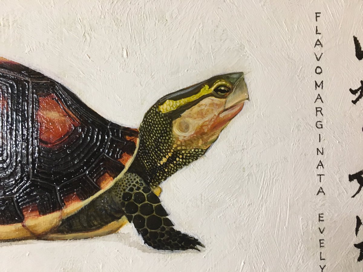 過去作品 2020.4月オーダー制作
ヤエヤマセマルハコガメ
キャンバスに油彩

国指定の天然記念物。
この絵は依頼人様が所有する"骨格標本"をもとに頭、四肢をイメージで構成して描きました。 