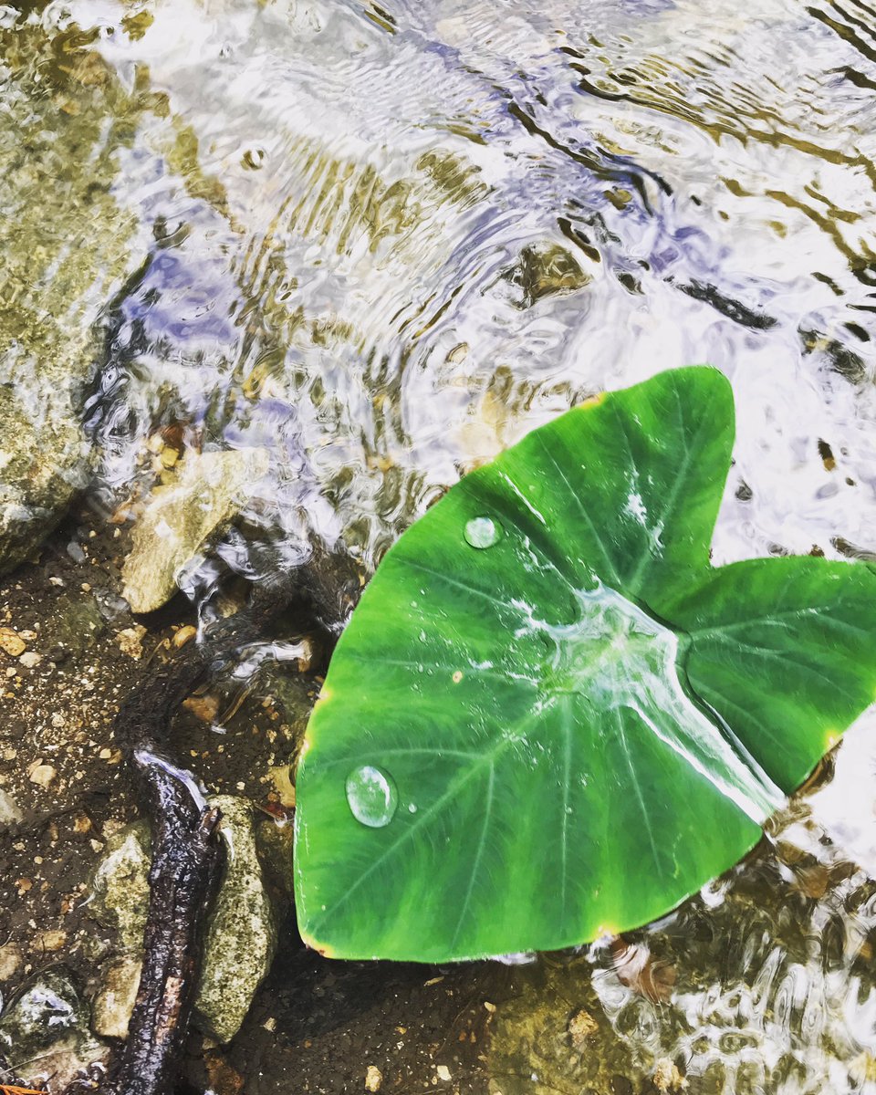gravescolleen's tweet image. Backyard Science Discoveries:

Why is this plant waterproof?

How does this plant shape help feed its own environment?

What makes the leaf waterproof?

#BackyardScience #NaturalScience #Exploration #RemoteLearning @dailystem @gerald_smithjr