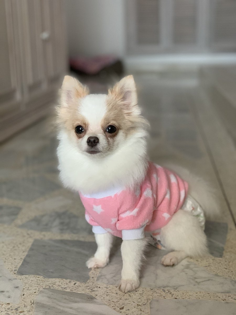 onlysamanthaa's tweet photo. Tener perritos es lo mejor, creo firmemente que son ángeles en la tierra🥰 https://t.co/PsI9tqwuY0