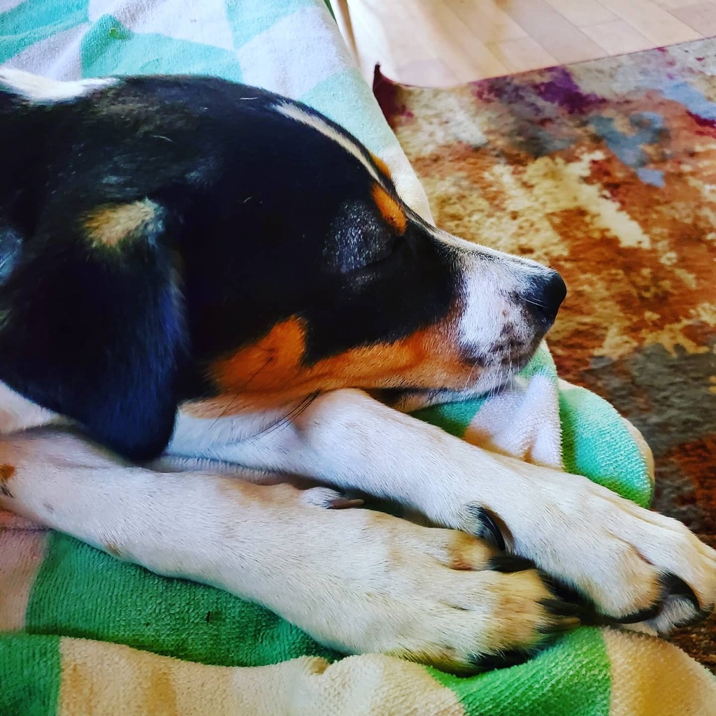 tinytempest's tweet photo. Poppy is a little put out that the guys who came to move my stuff in did not have time to pet her for hours on end. #LifeWithPoppy | https://t.co/GiwkyCpPqc https://t.co/5TcVqJJ7aW