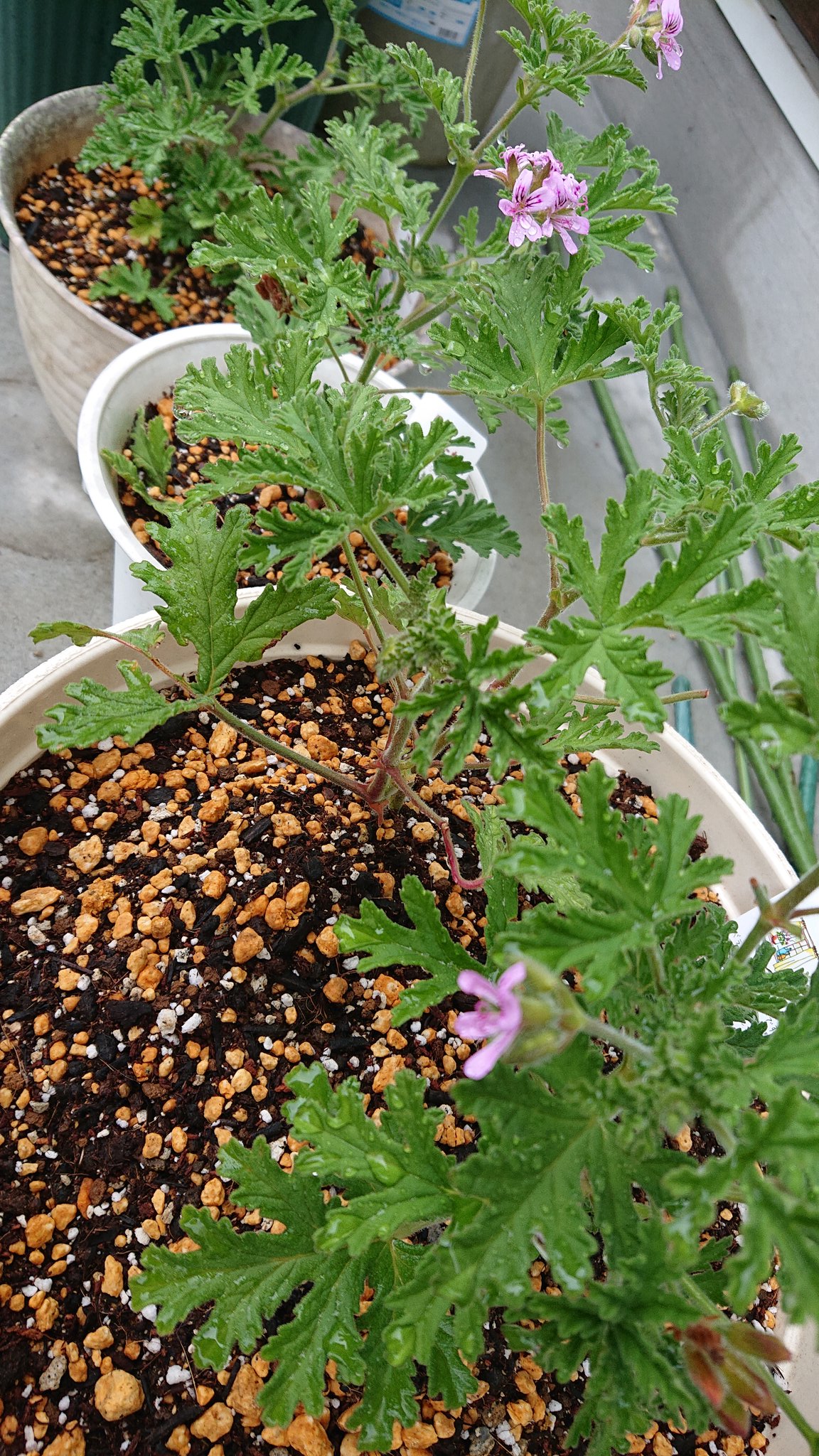 庭の蚊対策 蚊のいない庭を作るコツや最強グッズを徹底解説 家事タウン
