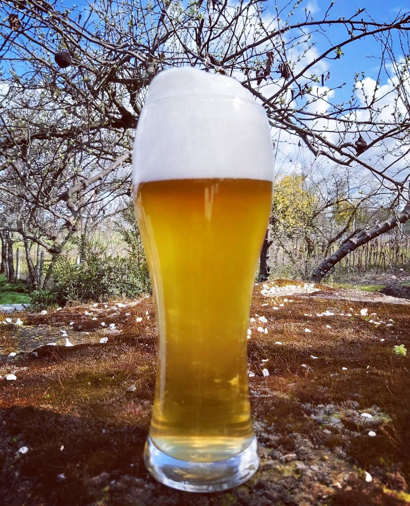 johannrenner's tweet photo. No es mi mejor Hefeweizen, pero cumple bastante bien en este día primaveral.
.
Not my best Hefeweizen, but good enough for this spring-like day.
.
.
.
.
.
#craftbeer #homebrew #beer #bier #birra #cerveja #cerveza #beerstagram #instabeer #beergeek #beerb… https://t.co/jIhm665laf https://t.co/qqtJbD3cH5
