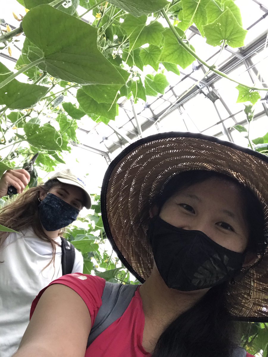 OngLab1's tweet photo. Can you tell we’re smiling? Who wouldn’t in a sea of cukes? #dartmouthorganicfarm https://t.co/wgIyJZh1DR