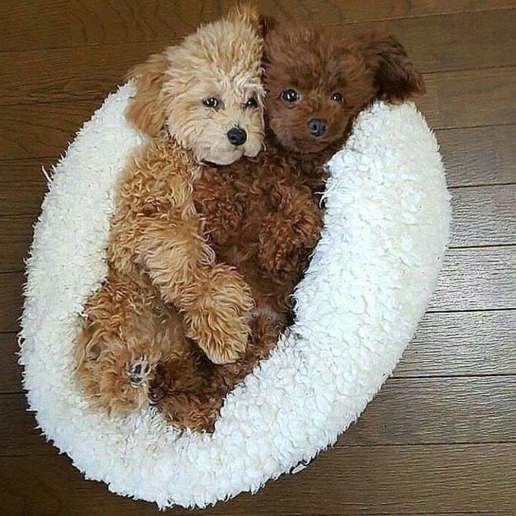 MascotaGenial's tweet photo. Buenas noches amiguetes. https://t.co/L2mb2l9LfL