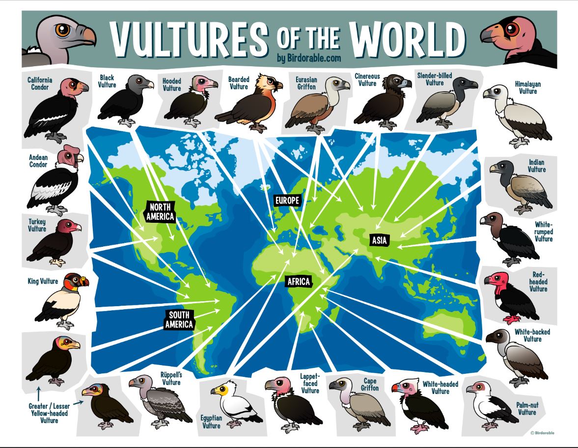 We love this graphic by Birdorable.com because we love every single #vulture on the planet! As we wrap up this year's #InternationalVultureAwarenessDay, which vulture is your favorite?

#IVAD2020 #SavingSpecies #LoveVultures #VultureDay #Conservation