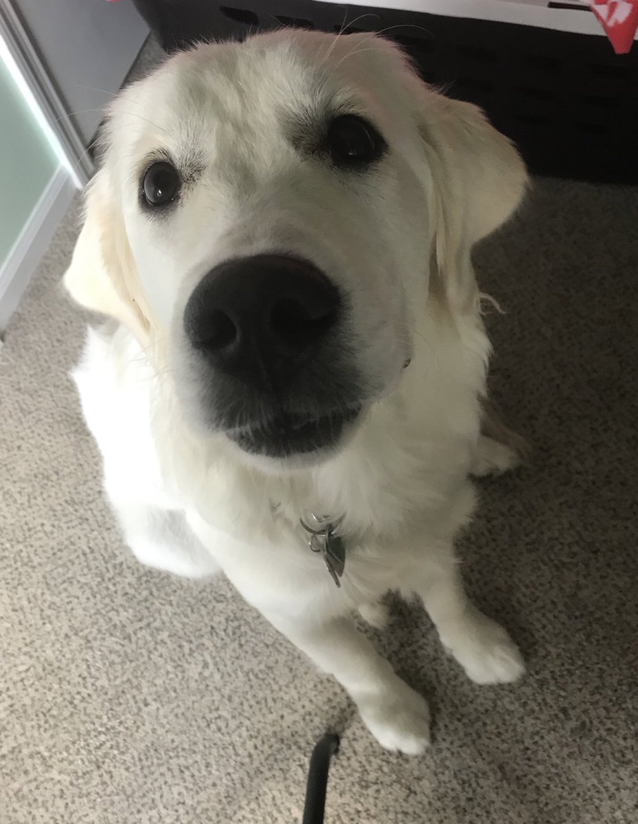 raiderpups's tweet image. Logray wishes everyone a happy and safe Labor Day weekend!💚💛
.
.
#logray #ewok #sdit #servicedogintraining #laborday #labordayweekend