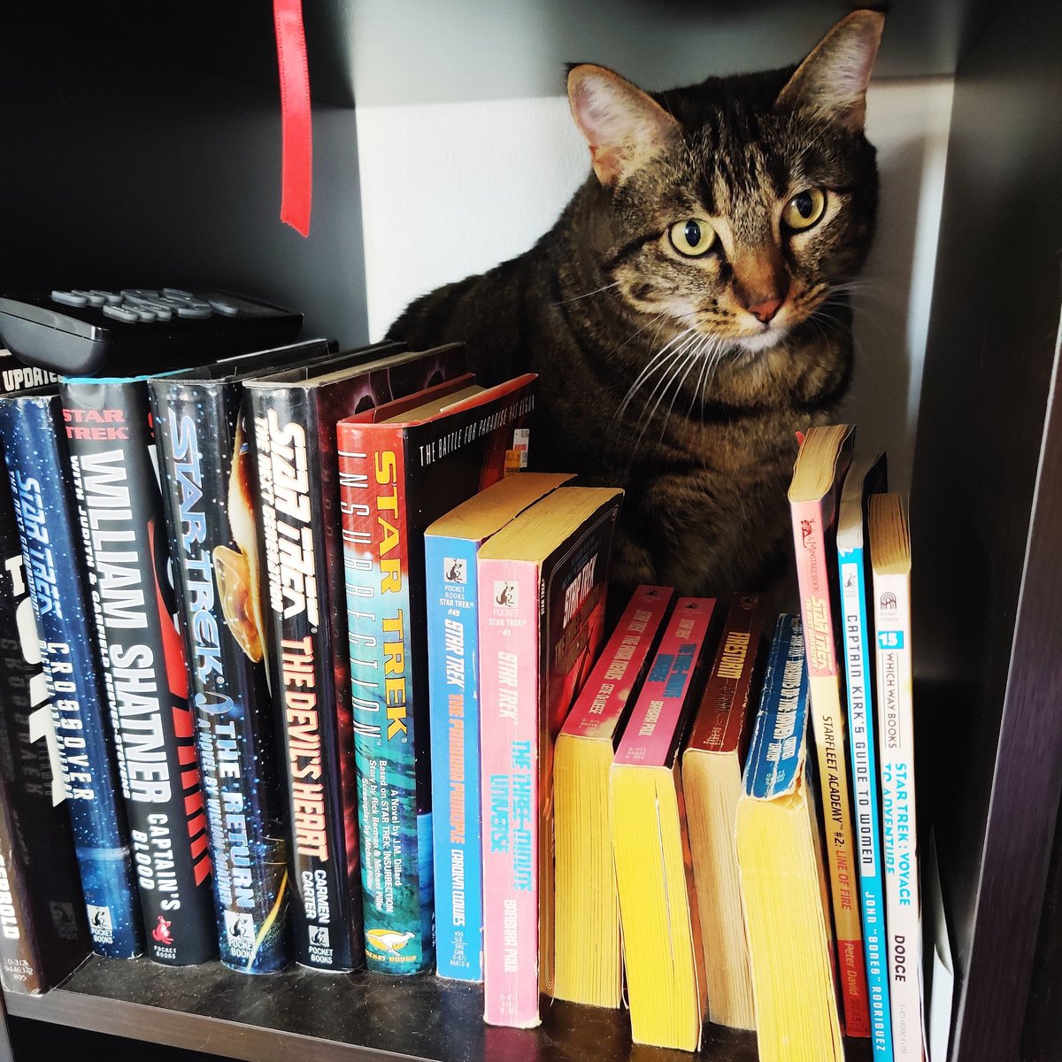 SophiaFlotW's tweet photo. How did you get behind the books on my shelf?! 🤦🏽🙆🏽
Well at least she has good taste in books!
@WilliamShatner
@StarTrek
#catness #CatsOfTwitter #cat #catlife #twittercat #startrek #startrekcat #books #scifi #trekkies #goodreads #thatdarncat https://t.co/Hi4hNsnfpO