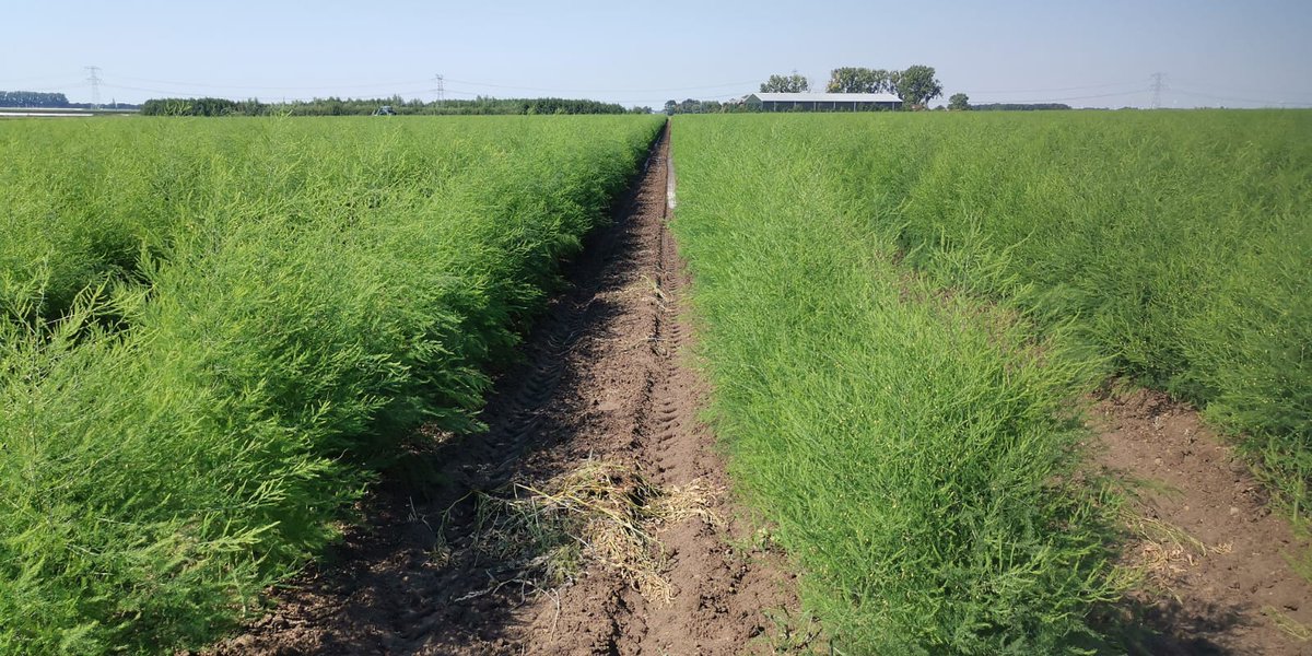 Aspergegewas staat nog steeds te knallen. We hebben laatste weken veel regen gehad, wat de planten echt goed doet. Mooi vooruitzicht voor volgend jaar.