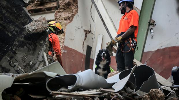 RinconSalfate's tweet photo. Homenaje a #Flash, #ElPerroRescatistaChileno, que es protagonista en #Beirut. Se trata de un border collie que pertenece al grupo de rescate chileno #LosTopos y que detectó señales de vida en medio de los escombros. Los escáneres permitieron detectar latidos cardíacos. https://t.co/FG842Y1mFu