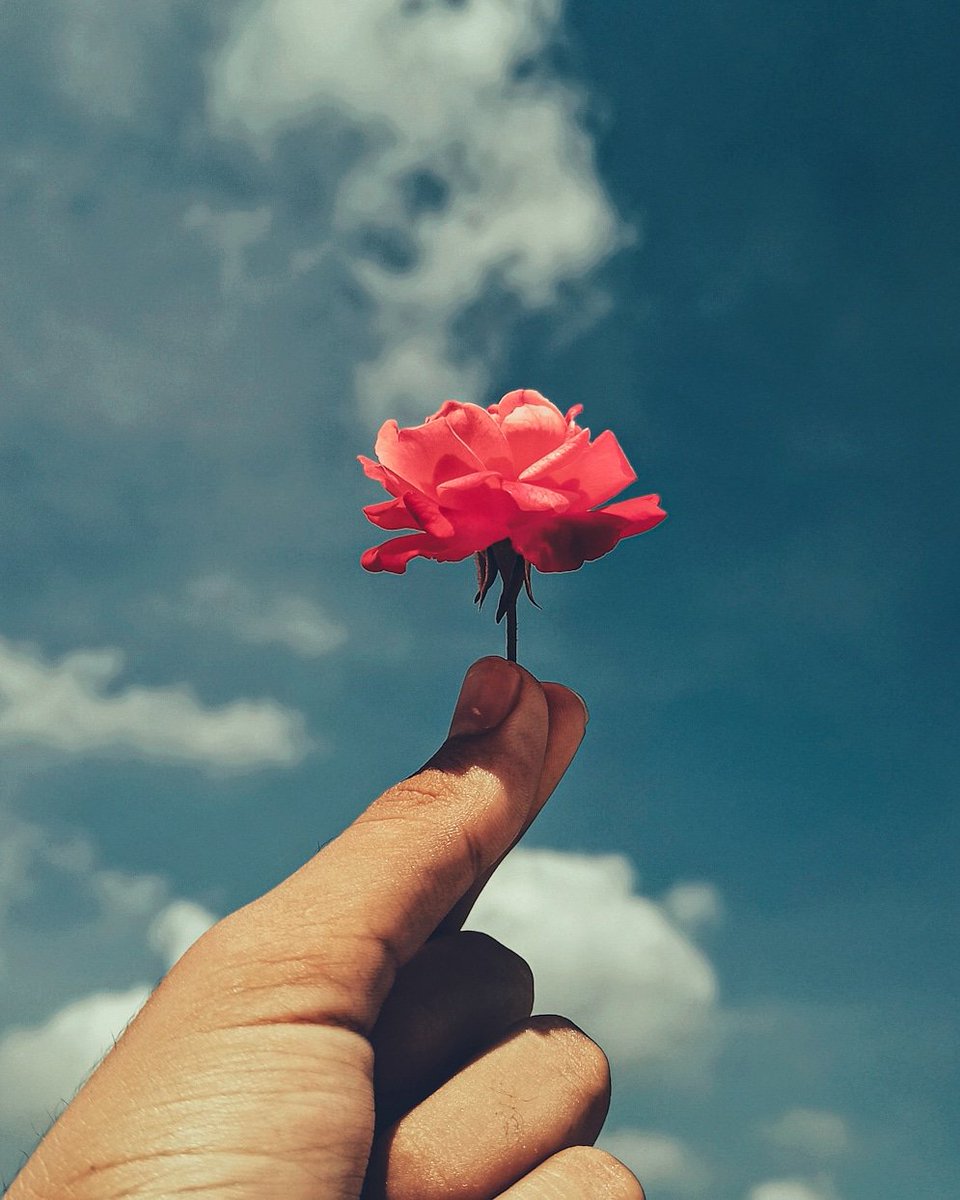 vikcreatives's tweet photo. The optimist sees the rose and not its thorns; the pessimist stares at the thorns, oblivious to the rose.
#roses #roselife #rosearmy
#roseinthesky #realmeshot
#BraveWrite @RealmeIndia2
@luv_bagenia @The_Happy_B0Y @Kamlesh68587315 @thatmedico @caduceussaver https://t.co/u4CL3MtKIe