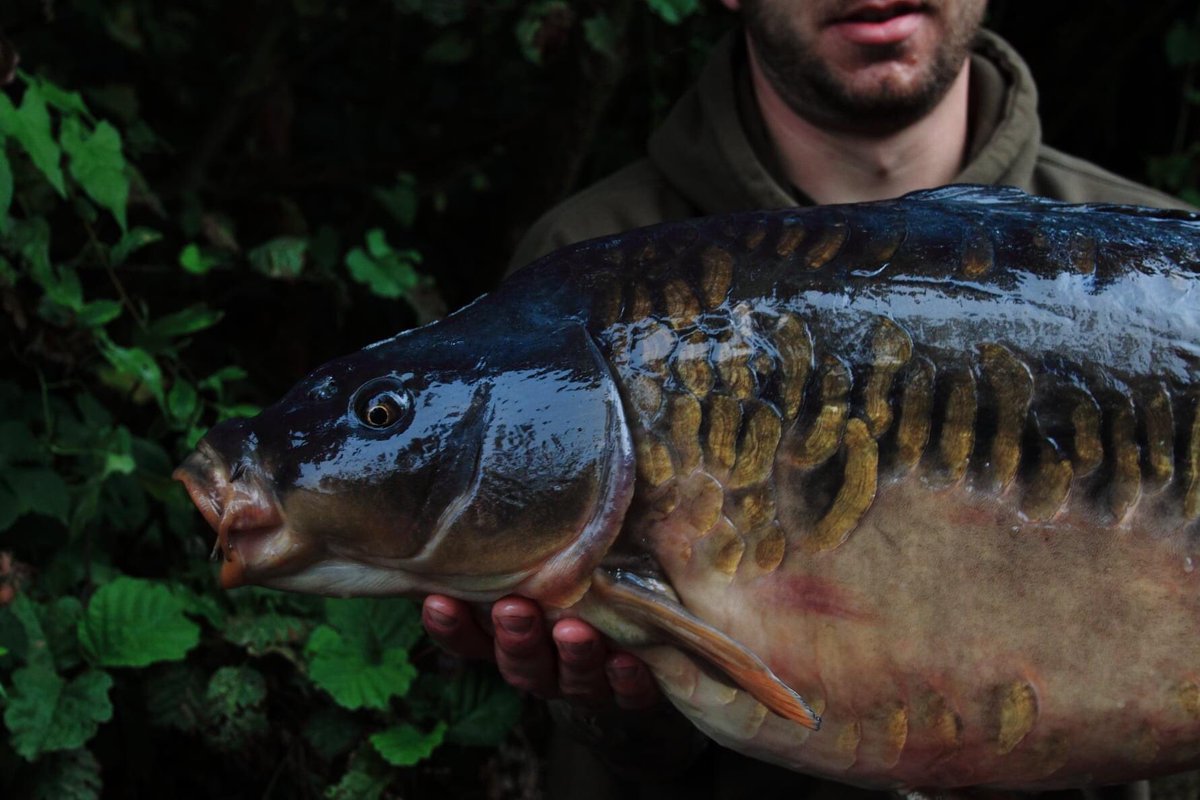 carpinterest's tweet photo. Still absolutely buzzing with this one 😍🎣

Head over to our YouTube channel (link in our bio) and click subscribe, we’ve just passed 100 subs and appreciate all of you.

#carpinterest #carp #mirrorcarp https://t.co/1QLVUkVC2J