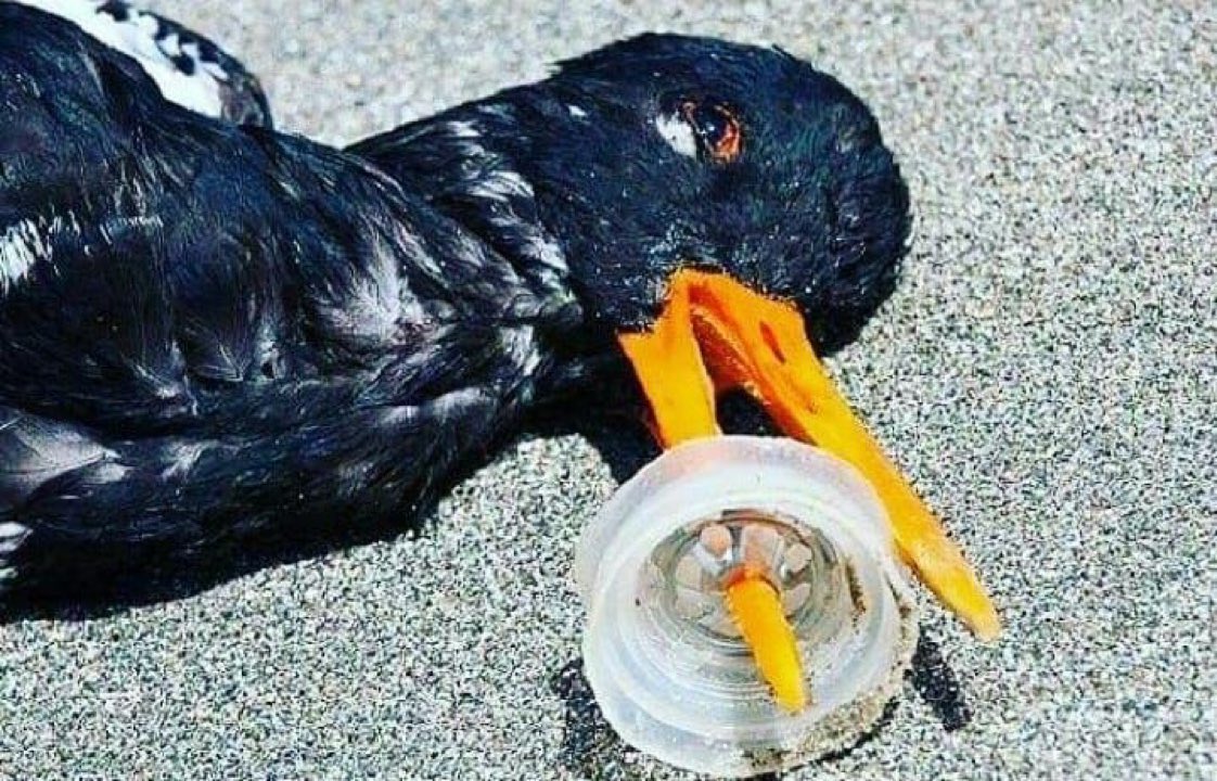 Beş yaşından büyükseniz ve hala çevreye ve denize çöp atıyorsanız lütfen gidip rehabilite olunuz. 
Atmayın yazık bu canlara. 😡