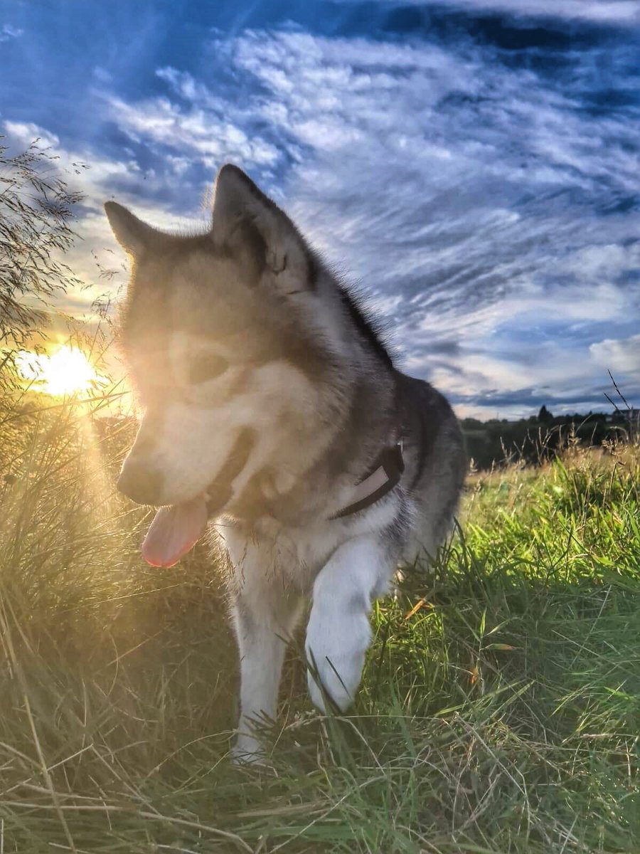 mydogfield's tweet photo. LOVE this picture πβ€οΈπΆ
.
#mydogfield #field #views #saddleworth #pennines #securefields #dogsofinstagram #dogstagram #dogsofinsta #dogsofmanchester #dogsofinstaworld #husky #huskiesofinstagram #huskylove #sunset #sunsetphotography #sunsetlover #photooftheday #pictureoftheday https://t.co/BEMftMTMjV