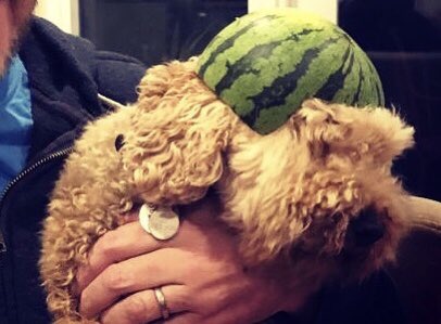 crippo's tweet photo. Tripe & melon’d be nice #meloncollie #TripeDog https://t.co/i9fp0GVnlO
