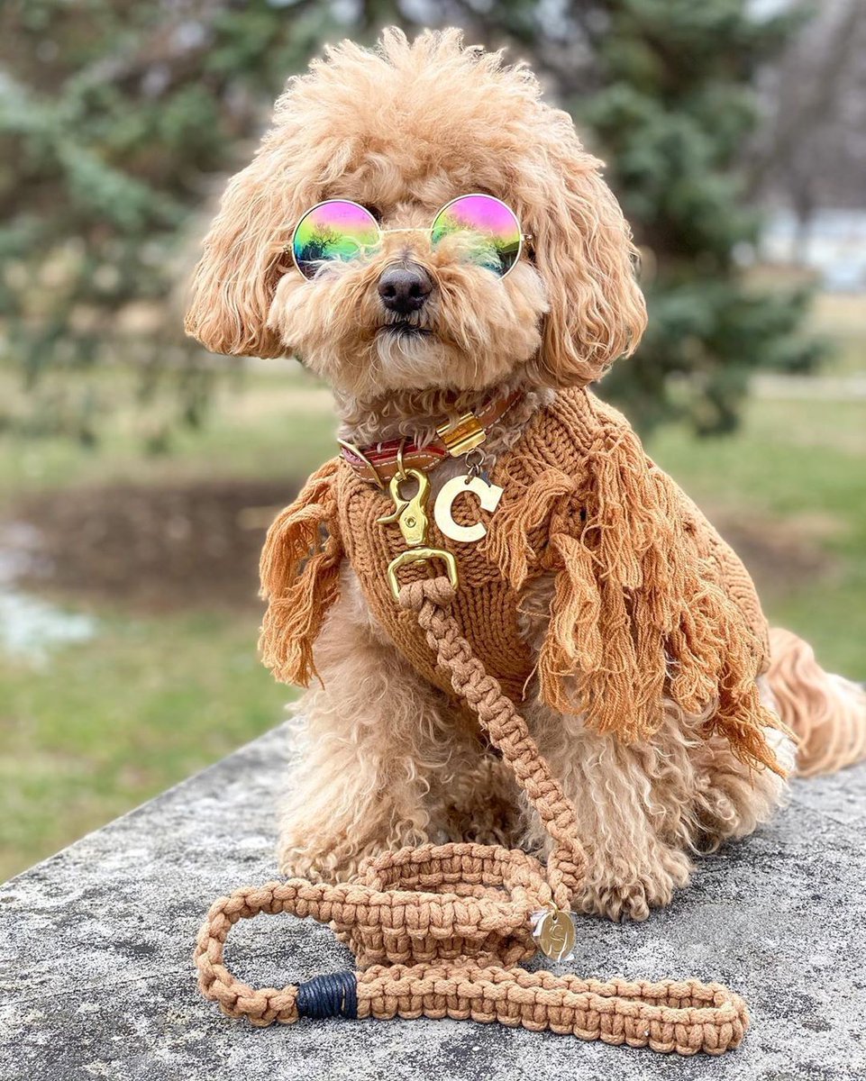 LazyBonezz's tweet photo. Let the pawty weekend begin ⚡ https://t.co/FkzpPYaUr0