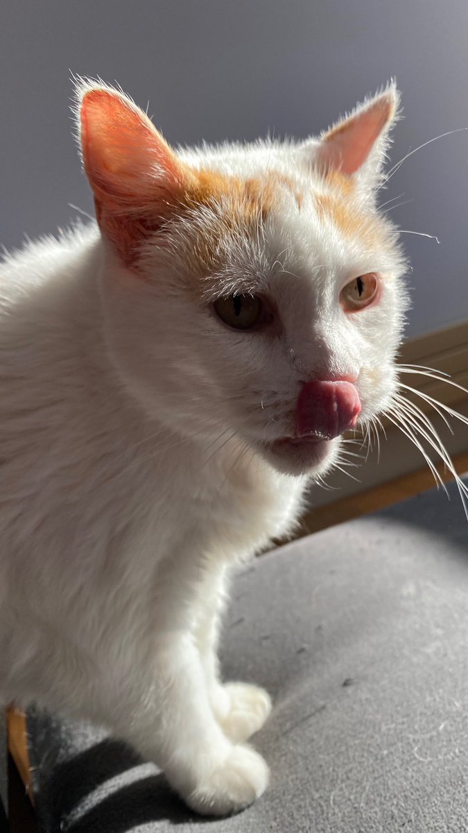 LoMeowChenko's tweet photo. Duuuuuddddessss......Iβm doing #TongueOutTuesday on #Caturday !!
#YoureWelcome #Rebel #WithACause #IfSnacksAndNipAreACauseπ±πΏ #AlsoLeftWhiskersOnFleek #RightOnesNotSoMuch #GottaSaveThemForWednesday #AlsoICanTouchMyNoseWithMyTongue #CanYou? #LetsSee!
#cats #CatsOfTwitter https://t.co/vNgSmoVMRZ