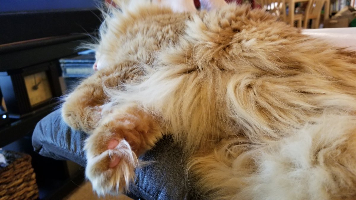 WalkingInAustin's tweet photo. Happy #Caturday from the most lovable of gingers, Misser Macleane.

#TwitterKitty #PushyCats #QuarantineCats #formerferal https://t.co/HpIoA8qq6w