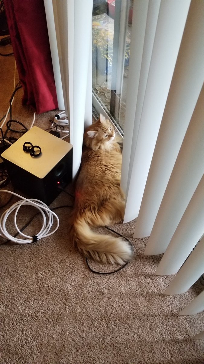 WalkingInAustin's tweet photo. Happy #Caturday from the most lovable of gingers, Misser Macleane.

#TwitterKitty #PushyCats #QuarantineCats #formerferal https://t.co/HpIoA8qq6w