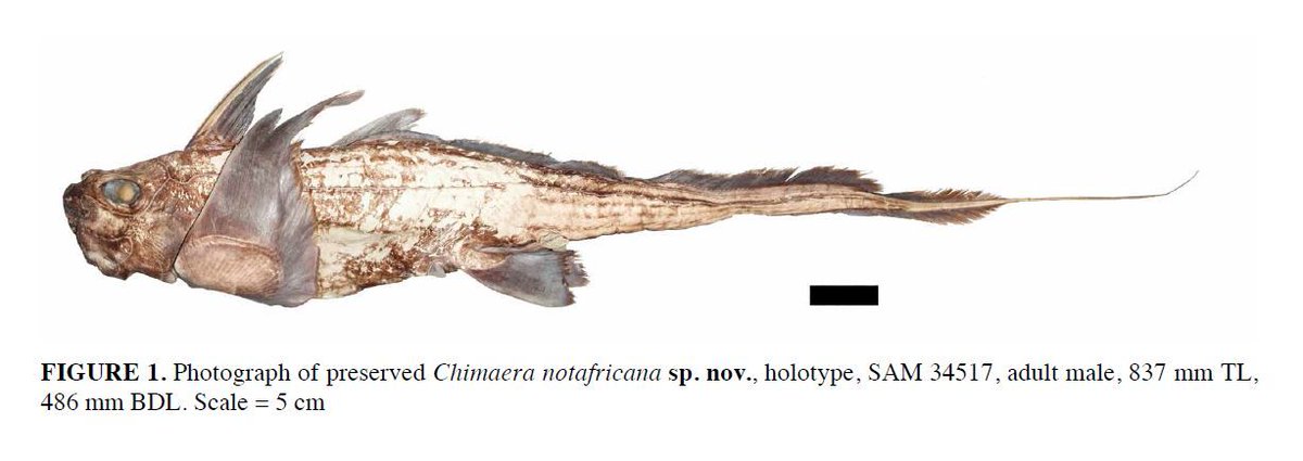 Another day, another #chimaera! This one you can find in the Southeast Atlantic around #Africa. Specifically, from off #Namibia, around the Cape of Good Hope and eastwards to along #SouthAfrica. Learn about them with #TFUI: buff.ly/3gIz0AG