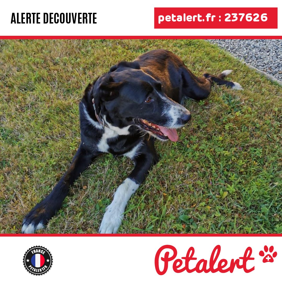 petalert_france's tweet photo. Trouvé #Chien #IlleEtVilaine #Plechatel #Petalert  #PetAlert35 / https://t.co/Rg29NWJX4K https://t.co/tEdxkTVjmt