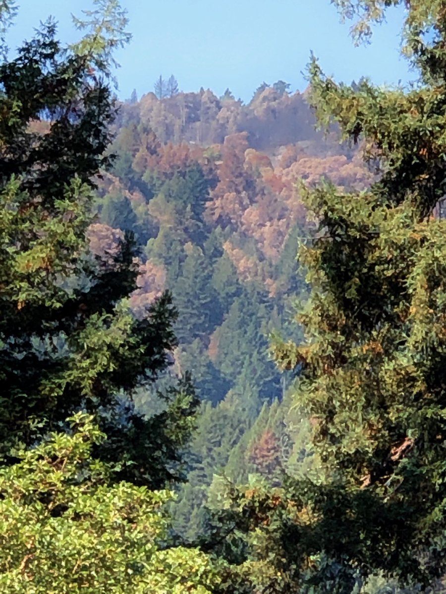 Quinn_Nature's tweet photo. The #CZULightingComplex is not completely contained. We are just over 60%. But as people return to their homes, the #recovery is starting. Lots of clean up, sadness and thankfulness for our beautiful mountains.😭🙏 #SCMSTRONG #SCCSTRONG @CALFIRECZU @sccounty https://t.co/UOoPD5vNPY
