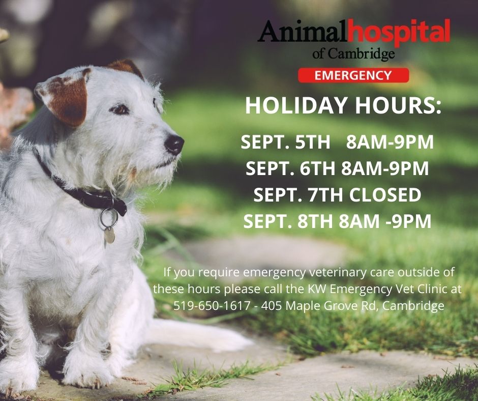 AHOC's tweet photo. We are here all weekend if you need us but will be closed on holiday Monday.  Have a safe &amp; fun Labour Day! 
519-624-9760 https://t.co/j38xXGdGnE