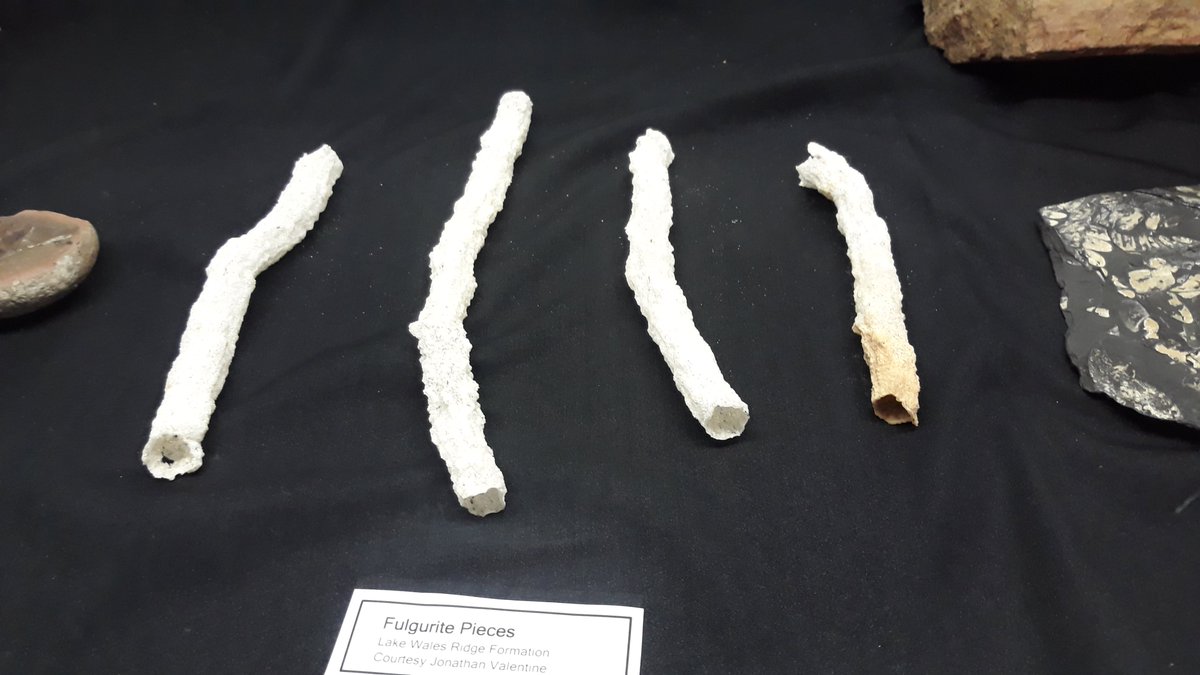 brevardmuseum's tweet photo. Florida is struck by lightning more than any other state. Check out these fulgurite pieces from the Lake Wales Ridge in Florida. These glass fossils were formed during lightning strikes. You can find these remarkable pieces of fulgurite on display in the Brevard Museum! https://t.co/UcJLoYFv5h