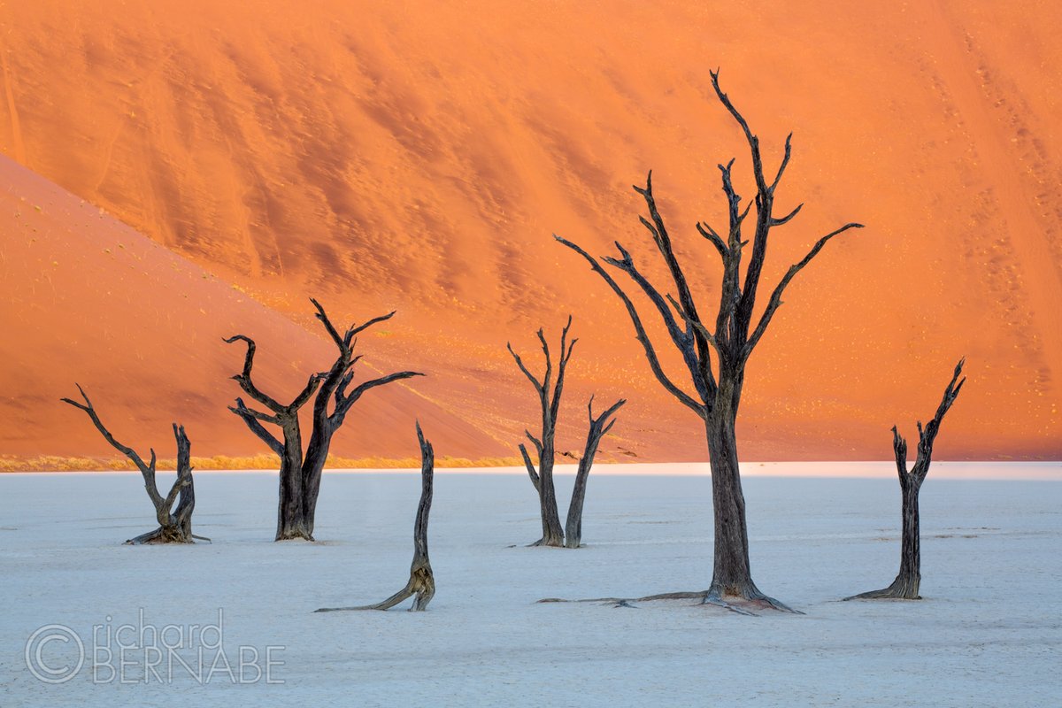 bernabephoto's tweet photo. "Zombie Dance" The dead trees of Deadvlei tucked in the dunes, Namib-Naukluft National Park, Namibia #photography https://t.co/DgcoKYwGva