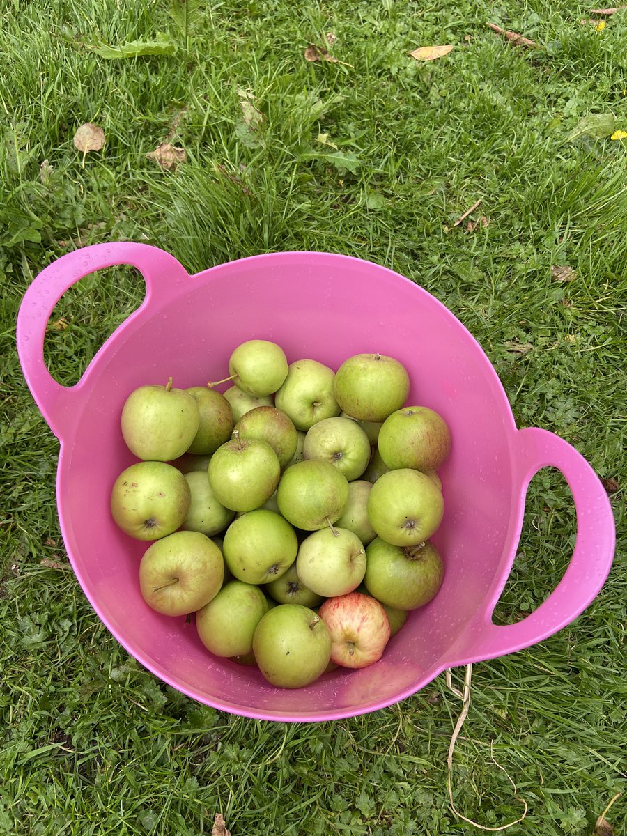 <a href="/IrishAppleGroup/">Irish Apple Group @ mastadon.ie</a> <a href="/mistereatgalway/">Dr. Jp McMahon</a> <a href="/ManchanMagan/">Manchán Magan</a> <a href="/IrishTimes/">The Irish Times</a> <a href="/DavidsOrchard/">David Llewellyn</a> <a href="/EnglishAppleMan/">John Guest</a> <a href="/DanKellysCider/">Dan Kelly's Cider</a> <a href="/LH_Beverages/">LonguevilleBeverages</a> <a href="/LongMeadowCider/">Long Meadow Cider</a> <a href="/Longwayscider/">Longways Cider</a> <a href="/StonewellCider/">Stonewell Cider</a> We only have 3 trees but they are the best ...fresh apple and elderberry juice a great favourite.