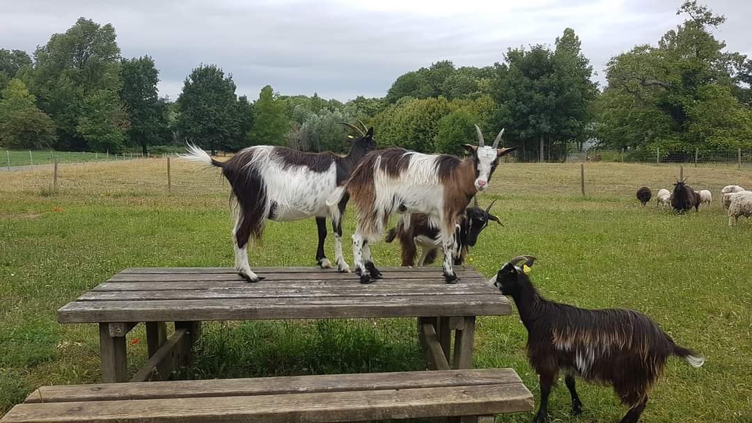 LyceeVert's tweet photo. Cet été les animaux qui assurent l' #ecopaturage au #lyceeRosaParks ont pu profiter de l'ensemble du parc en toute liberté 🐑🐐 #Montgeron #lyceeecoresponsable #lyceevert #ecolycee https://t.co/fYfwU68Diz