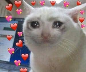 CCTVForeigner's tweet photo. @fateloveposting @RBBLGRRL @FatedBlade_ @ForeignMusician [[ aAAAAA ANON?? :'''00000 I CRY;; ]] https://t.co/3jAVTttSiX