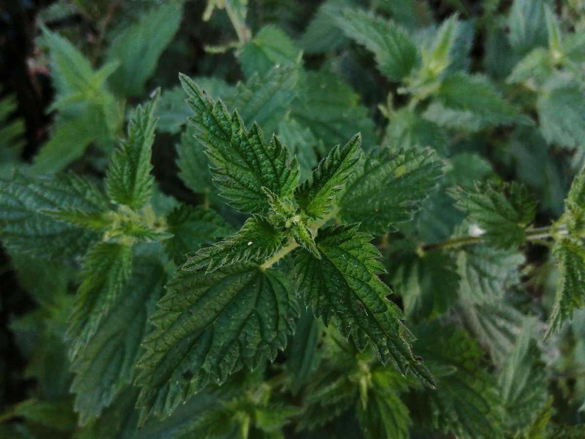 DrSherriGreene's tweet photo. Stinging nettles? How about healing nettles. Read on and unlock its superpower https://t.co/Q1q1UJCA77 #restorativephysician #healthyimmunity #naturalhealing #herbs https://t.co/2gFOMnbCRJ
