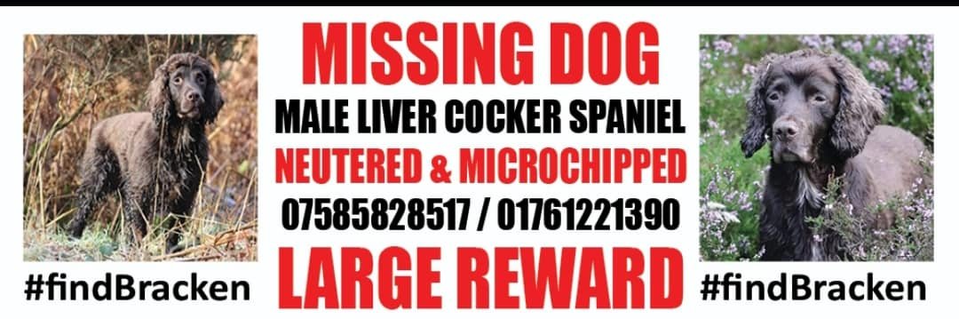 gelert01's tweet photo. #FindBracken #STOLEN 01/09/2020 Elderly spaniel disappeared on walk bttm of #Garrow #EastHarptree #Somerset #BS40 area 

            🐦 INFO WANTED🐦
                 ABOUT THIS VAN

   @AlanDaffern @SCGR_Rescue @GlodieRose @caringreenwood @MaDogWalksGroup https://t.co/r8U8K56x8Y