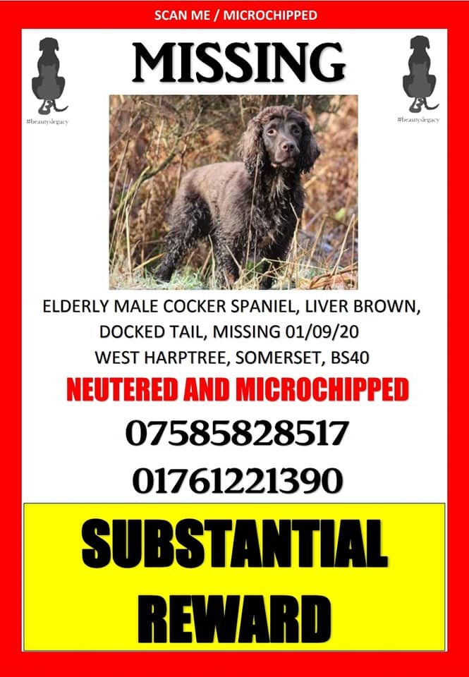 gelert01's tweet photo. #FindBracken #STOLEN 01/09/2020 Elderly spaniel disappeared on walk bttm of #Garrow #EastHarptree #Somerset #BS40 area 

            🐦 INFO WANTED🐦
                 ABOUT THIS VAN

   @AlanDaffern @SCGR_Rescue @GlodieRose @caringreenwood @MaDogWalksGroup https://t.co/r8U8K56x8Y