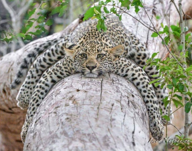 Happy -lazy- #Caturday