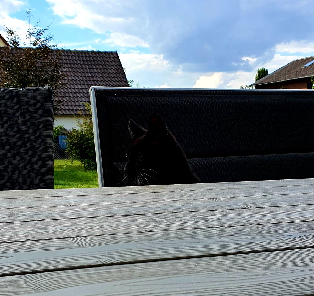 schadebernd's tweet photo. Findet #Neo #Katze https://t.co/Y8ZFMCHFzj