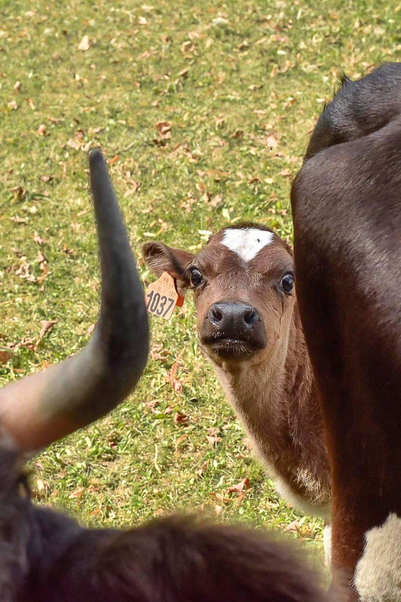 LyceeVert's tweet photo. #carnetrose Nouvelle naissance au lycée #RosaParks, parmi les animaux qui assurent l'#ecopaturage : Bienvenue à la petite Rebecca 🐄 (Crédit 📸 : M. Merle) #Montgeron #ecolycee #lyceeecoresponsable #lyceevert #lyceerosaparks #alaindivo https://t.co/FBHOwaqbbl